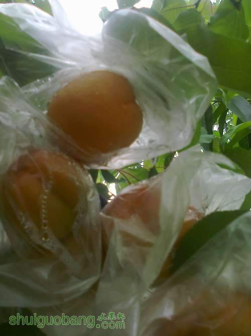 ��Ƭ0177.jpg