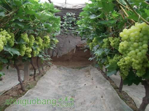 DSCF6155.jpg