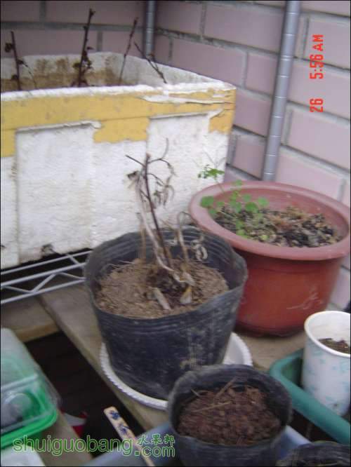 dsc00415.jpg
