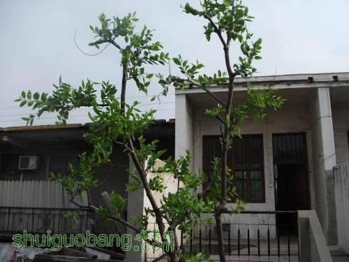 Ƭ 008.jpg