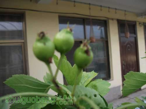 Ƭ 019.jpg