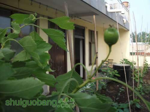 Ƭ 020.jpg