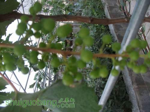 Ƭ 034.jpg