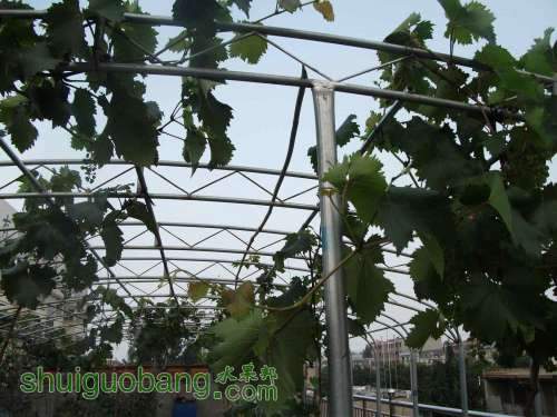 Ƭ 038.jpg
