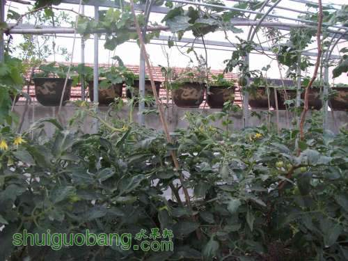 Ƭ 039.jpg
