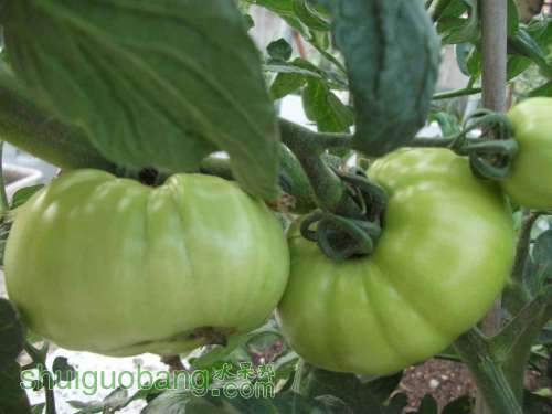 Ƭ 041.jpg