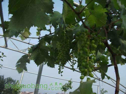 Ƭ 053.jpg