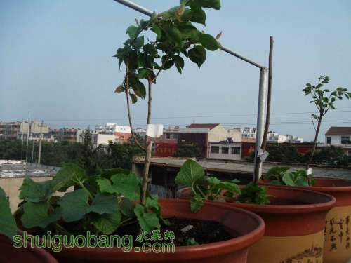 Ƭ 060.jpg