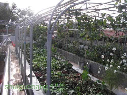 Ƭ 066.jpg