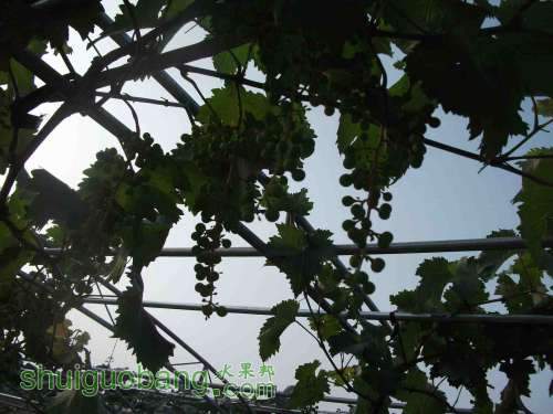Ƭ 069.jpg