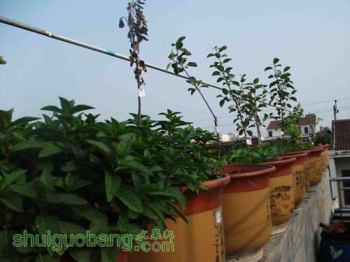 Ƭ 070.jpg