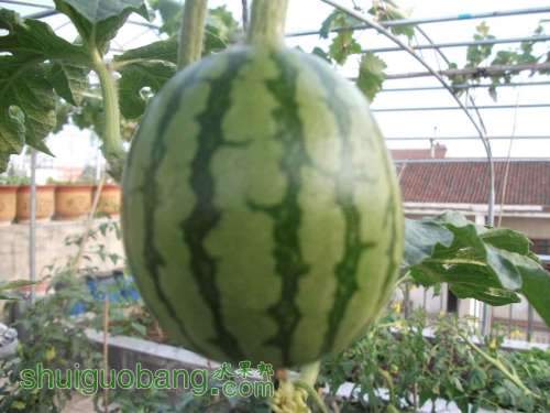 Ƭ 078.jpg