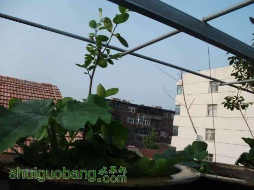 Ƭ 081.jpg