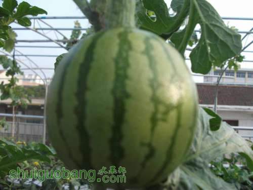 Ƭ 082.jpg