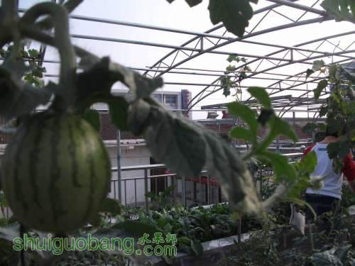 Ƭ 083.jpg