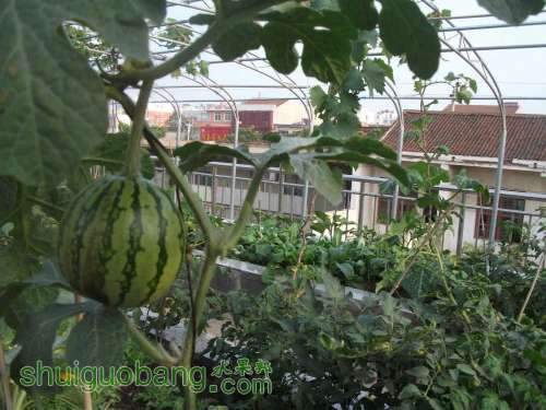 Ƭ 086.jpg