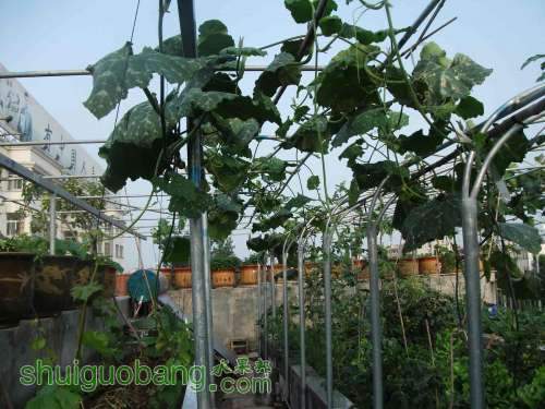 Ƭ 087.jpg