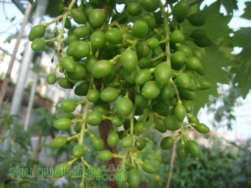 Ƭ 088.jpg