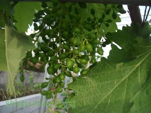 Ƭ 089.jpg
