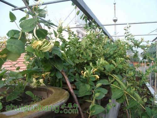 Ƭ 091.jpg