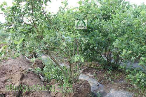 ������ô��İ��������̭����