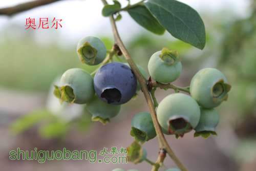 ��̭��ӵĹ�ʵ