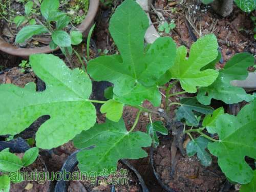 DSC00172_������С.JPG