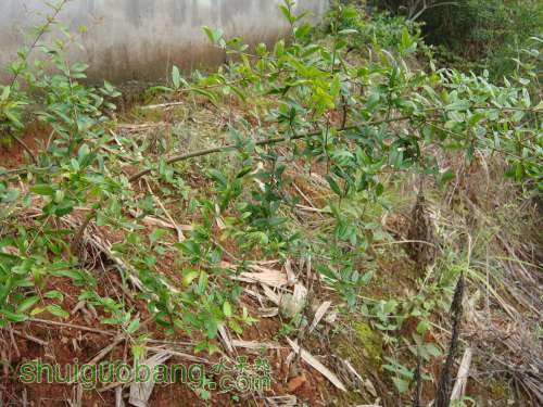 DSC00272_������С.JPG