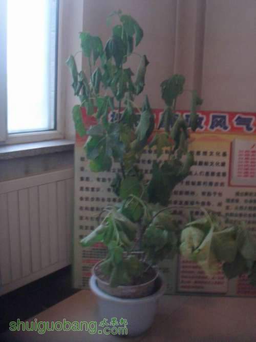 С DSC01463.JPG