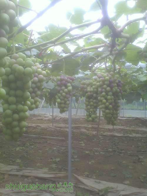 IMG0602112400.jpg