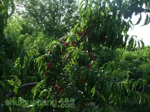 2013��6��3����Ե��� 003.jpg