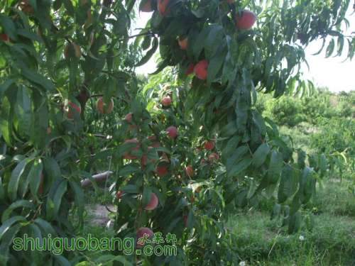 2013��6��3����Ե��� 004.jpg