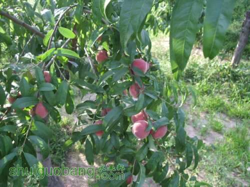 2013��6��3����Ե��� 006.jpg