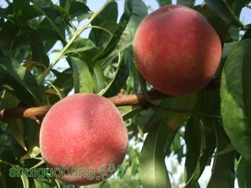 2013��6��3����Ե��� 001.jpg