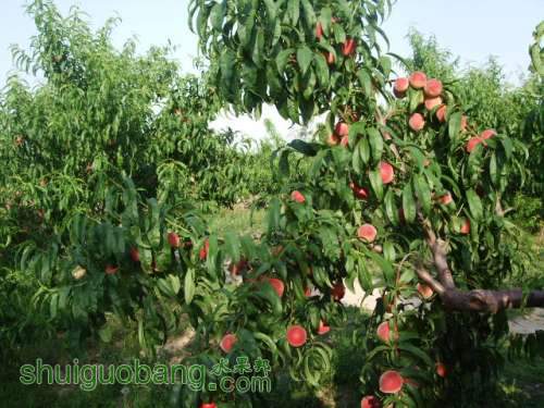 2013��6��3����Ե��� 008.jpg