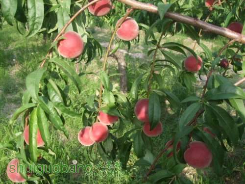 2013��6��3����Ե��� 012.jpg