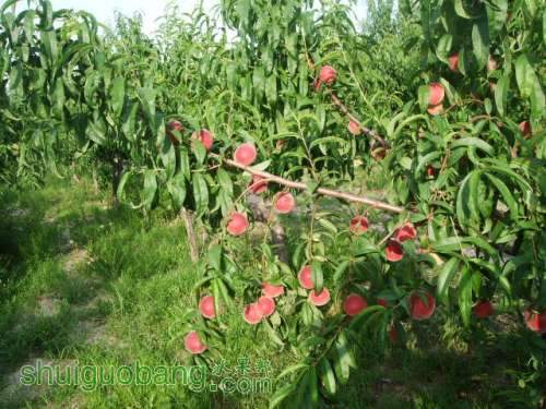 2013��6��3����Ե��� 011.jpg