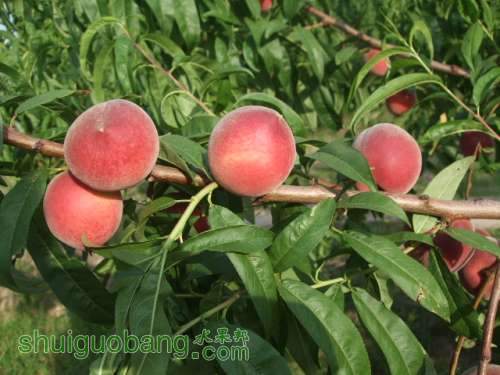 2013��6��3����Ե��� 013.jpg