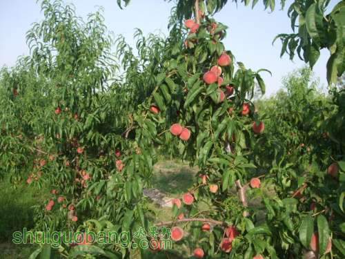 2013��6��3����Ե��� 015.jpg