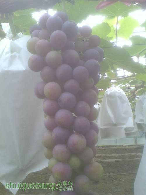 IMG0606071500.jpg