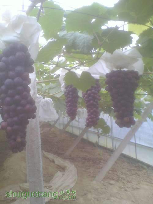 IMG0610181500.jpg
