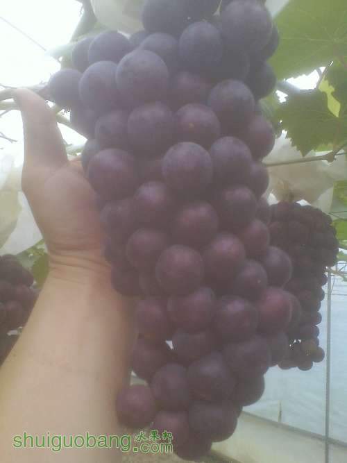 IMG0610181501.jpg