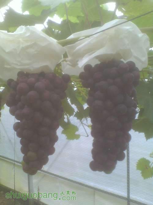 IMG0610181700.jpg