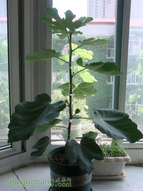 DSCF4430.JPG