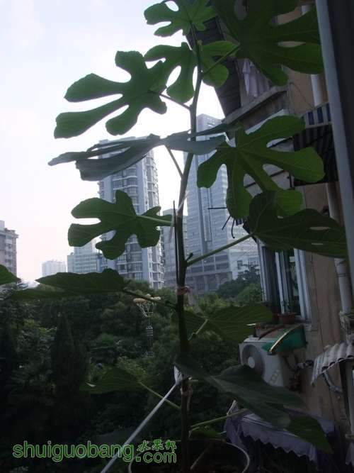 DSCF4448.JPG