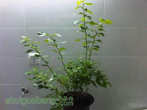 IMG04045-20130613-1759.jpg