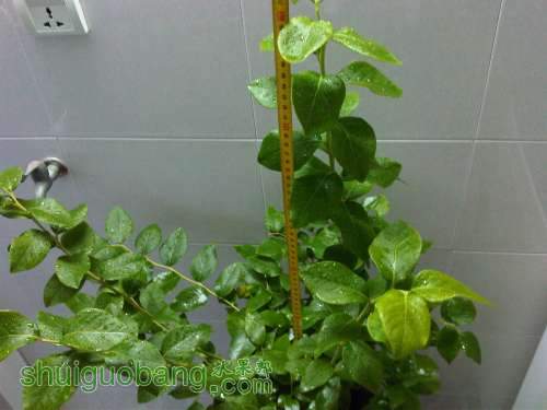 IMG04074-20130613-1812.jpg