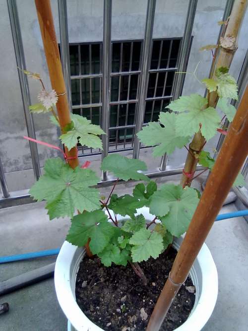 20130609924.jpg