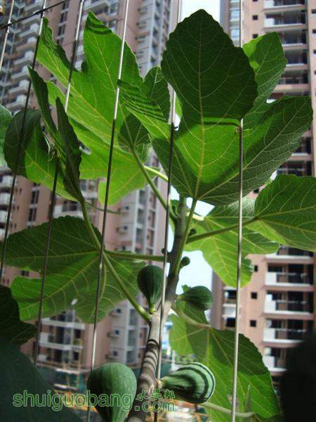 DSC04877 (����).JPG