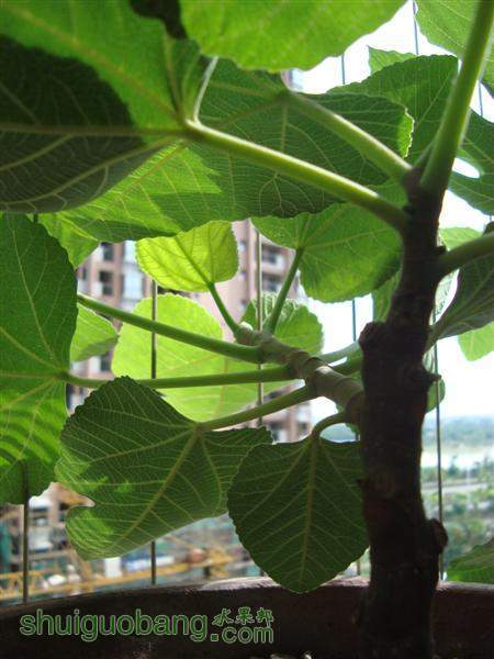DSC04881 (����).JPG